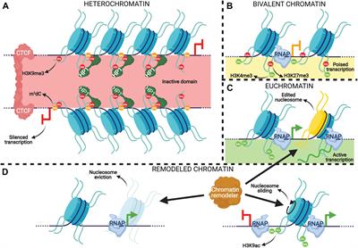 Epigenetic Regulation in Hydra: Conserved and Divergent Roles